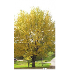 Maple - Silver